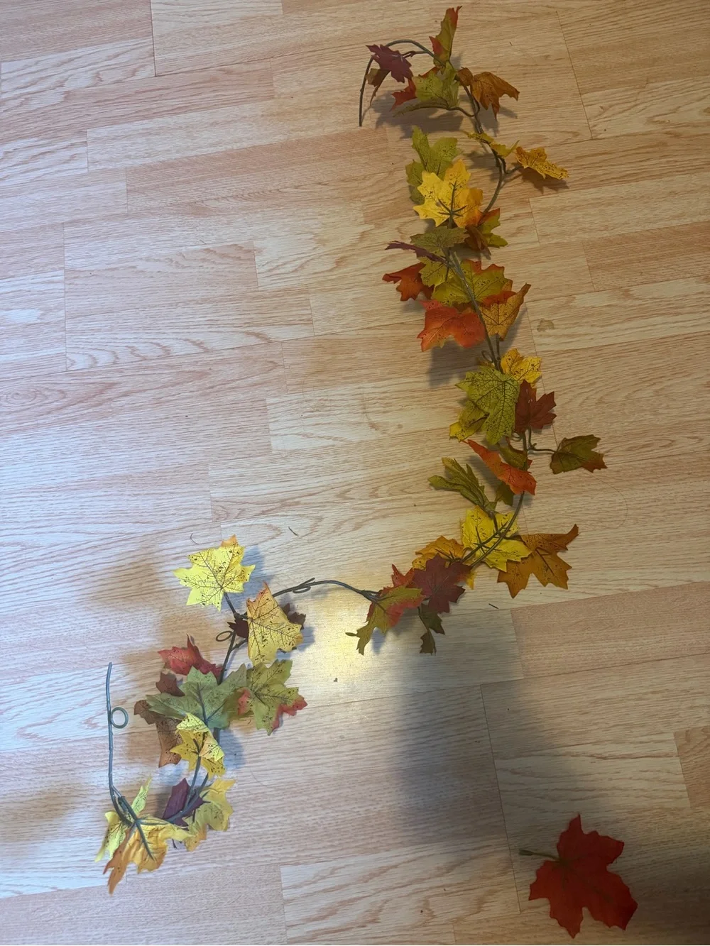 N/A decorative maple